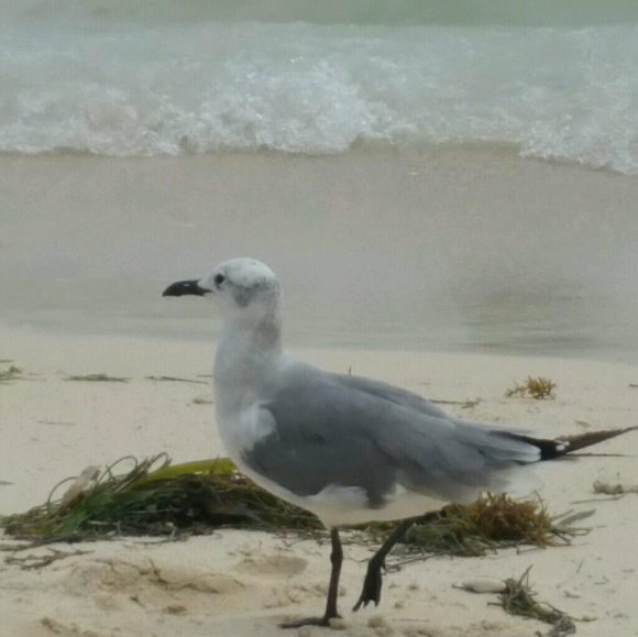 Meet your Posher, Swiftyvirgo - Picture 1 of 1